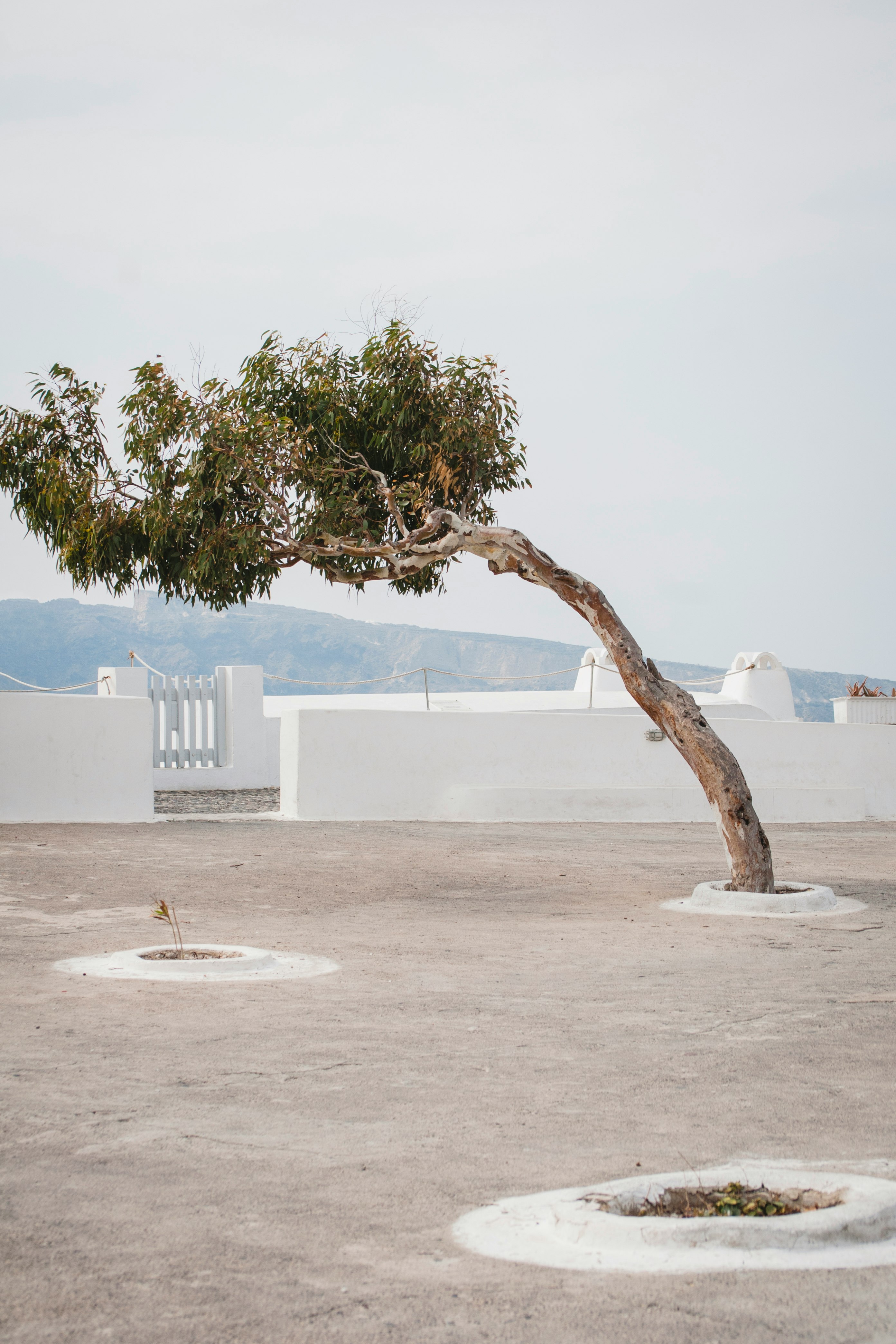 tree near wall under cloudy sky